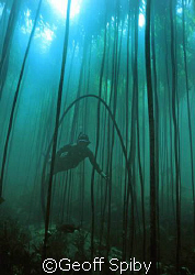 snorkelling in a kelp forest by Geoff Spiby 